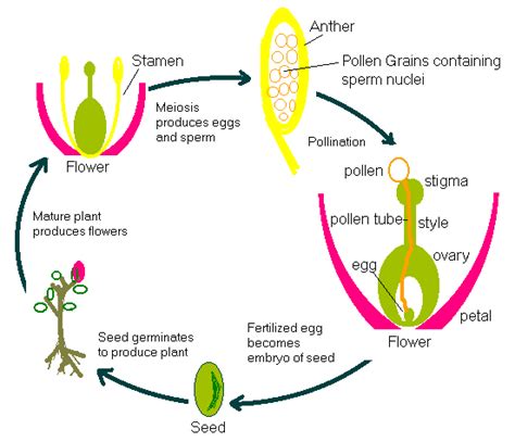 plant reproduction proprofs quiz