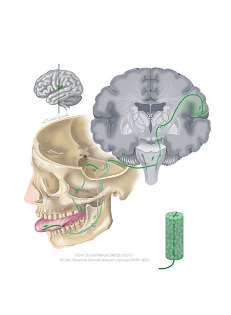 facial vii cranial nerves cranial nerves human brain anatomy