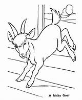 Capra Goat Bode Colorat Planse Bauernhoftiere Ied Ziege Kozy Saltando Iezi Desene Capre Kolorowanki Kolorowanka Animale sketch template