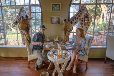 giraffe manor  kenya   worth  money anna