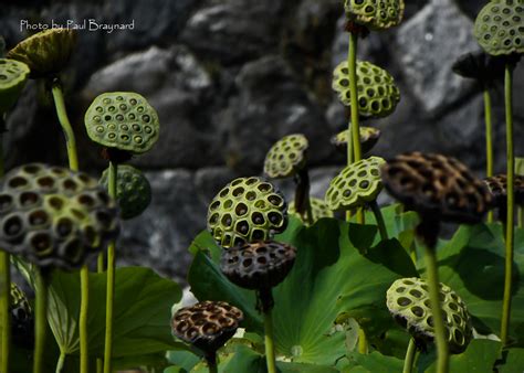 Treklens Lotus Flower Seed Pods Photo