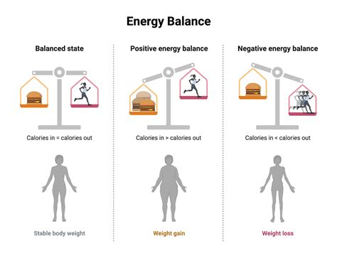 energy balance biorender science templates