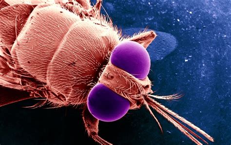 sleeping sickness can now be cured with pills scientific american