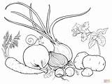 Verdure Disegno Ortaggi Cavolo sketch template