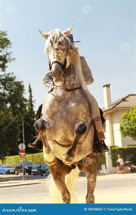 horse  hind legs editorial stock photo image  celebration