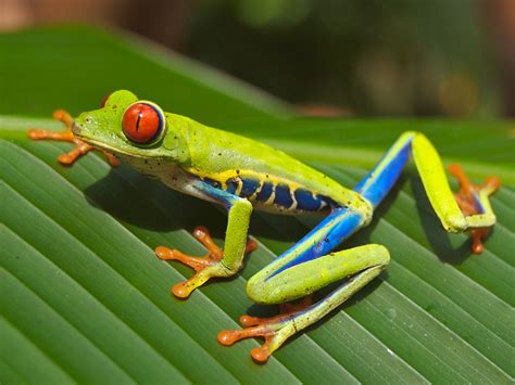 tree frogs chill   collect precious water