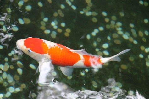 types  koi fish varieties colors classifications  pictures pet keen  store