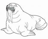 Walrus Coloring Pages Arctic Color Getcolorings Printable sketch template