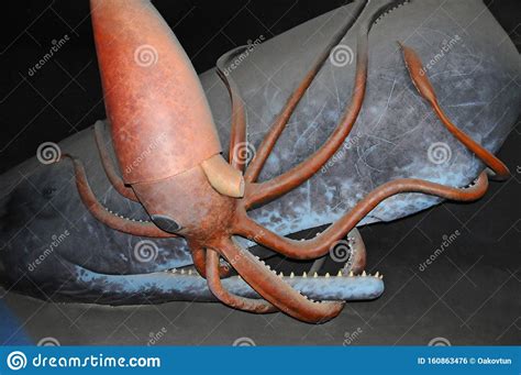 Giant Squid Attacks Sperm Whale Sperm Whale Eats Squid