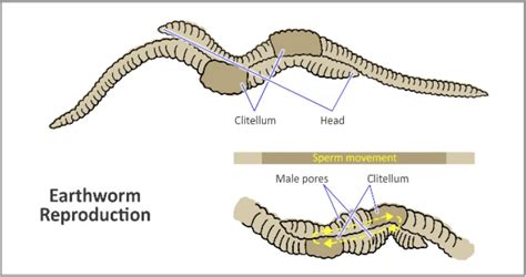 earthworm reproduction holiday forum
