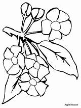 Coloring Pages Blossom Apple Flowers Flower Drawing Bluebonnet Appleblossom Clipart Draw Cliparts Dead Texas Print Clip Drawn Az Clipartbest Library sketch template