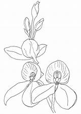 Orchid Coloring Pages Printable Orchids Books Comments Categories Similar sketch template