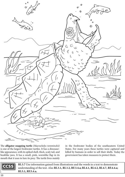 images  turtle coloring pages  pinterest sea turtles