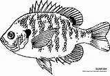 Fish Coloring Bluegill Sunfish Drawing Printable Animals Colouring Drawings Piifa Zone Getdrawings Pike Northern sketch template