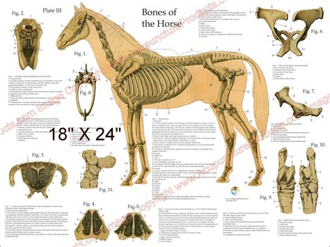 paard skelet anatomie poster wandkaart    etsy nederland
