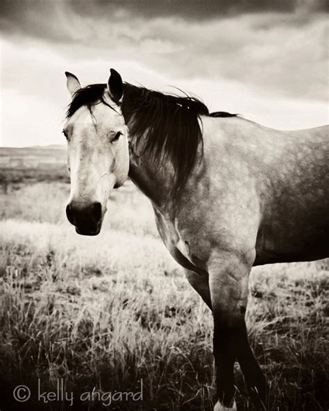 horse photography black  white horse photograph  etsy