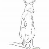 Kangaroo Red Coloring Males Fighting Adult Pages Coloringpages101 Kids sketch template