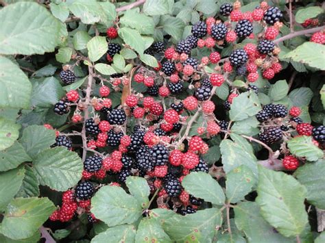 blackberry bush madison earth care