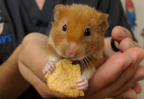 hamster husbandry  preventative healthcare stahl exotic animal