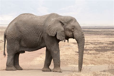 Elephant African Bush Elephant African Elephant