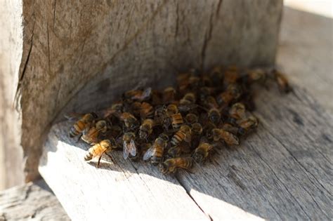 premium photo honey bee drone   enter  hive   landing board