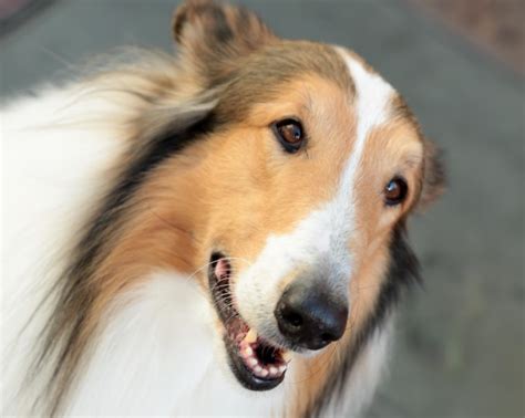 Lassie Visits Today For 75th Anniversary
