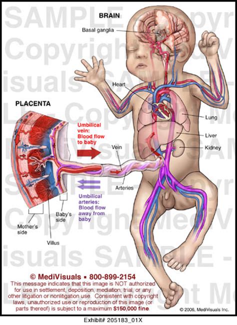 blood supply medical illustration medivisuals