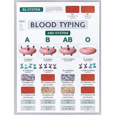 blood typing chart visual display   abo system  rh system laminated size