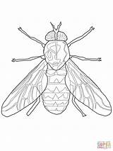 Fly Coloring Horse Pages Color Printable Supercoloring Drawing sketch template