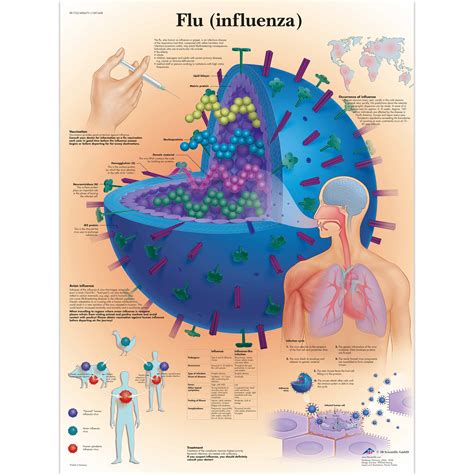biology charts  posters biology charts flu poster influenza paper chart