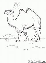 Cammello Camel Camelo Cammelli Kolorowanka Wielbłąd Colorkid Malvorlagen Colorir Gnou Selvatici Animaux Desert Zwierzęta Coloriages sketch template