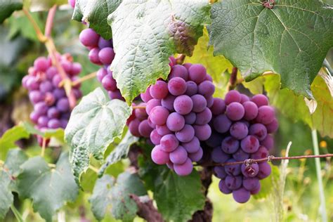 grapes  guide  growing grapes  lifestyle home garden