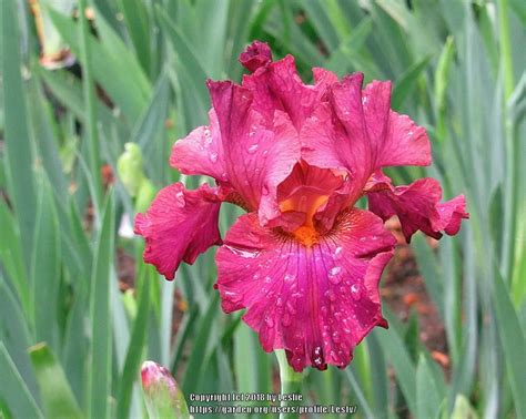 irises plant care and collection of varieties red rose flower plant care plants