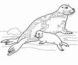 Seal Coloring Baby Pages Gray Mother Leopard Harp Drawing Seals Printable Cute Color Dot Drawings sketch template
