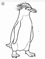 Penguins Macaroni sketch template
