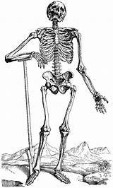 Squelette Skelett Ausdrucken Skeletons Humain Personnages Colorier Kinderbilder Skeletal Ko Woodcut sketch template