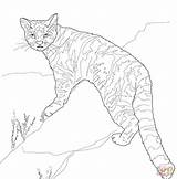 Coloring Andes Cat Mountain Andean Pages Wildcat Mountains Drawing Supercoloring Categories sketch template