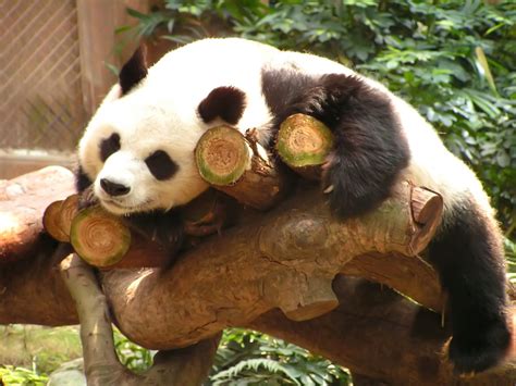 long  pandas    lovepandacouk