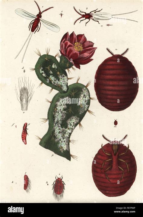 cochineal beetle dactylopius coccus coccus cacti   prickly pear cactus opuntia species