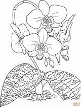Phalaenopsis Orchids Orchidee Schilleriana Nachtfalter Moth Rosy sketch template
