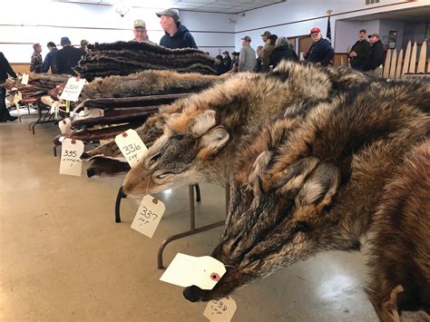 coyote fur  big demand   popular parkas  sumter item