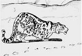 Coloring Leopard Snow Pages Kids Tech Popular Coloringhome Comments sketch template