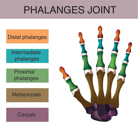 type  joint  phalanges