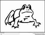 Drawing Bullfrog Frog Bull Getdrawings sketch template