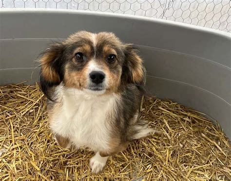 eliza klein hondje uit asiel adopteren