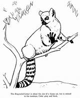 Coloring Lemur Pages Drawing Animal Drawings Ring Tailed Animals Printable Outline Kids Colouring Lemurs Print Wild Adult Color Ringtail Honkingdonkey sketch template