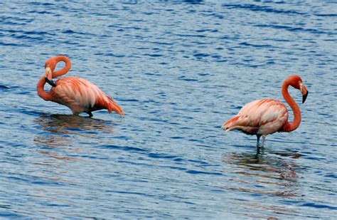 flamingo duo bonaire netherlands antilles  bob london flickr