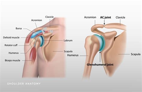 point    individual joints
