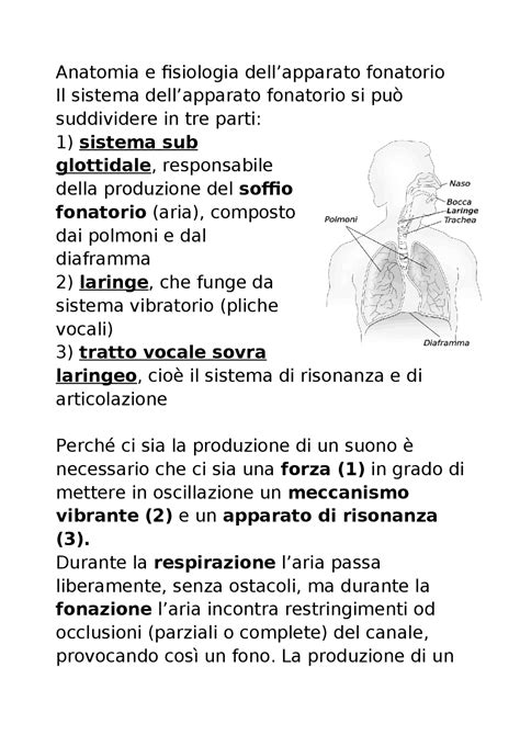 anatomia dellapparato fonatorio docsity