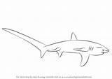 Shark Thresher Draw Drawing Sharks Step Learn Drawingtutorials101 Drawings Tutorials Tutorial sketch template